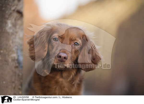 Cocker-Spaniel-Mischling / Cocker-Spaniel-Mongrel / LH-02058