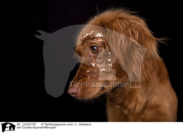 roter Cocker-Spaniel-Mischling / red Cocker-Spaniel-Mongrel / LH-02151