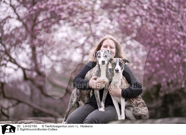 2 Whippet-Border-Collies / 2 Sighthound-Border-Collies / LH-02160