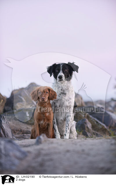 2 Hunde / 2 dogs / LH-02190