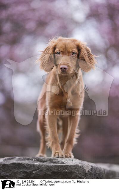 roter Cocker-Spaniel-Mischling / red Cocker-Spaniel-Mongrel / LH-02201