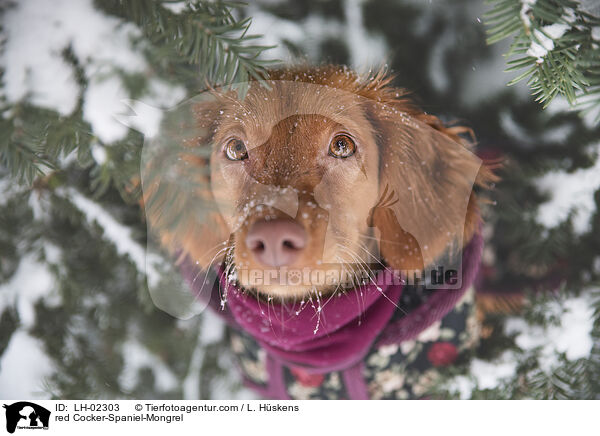 roter Cocker-Spaniel-Mischling / red Cocker-Spaniel-Mongrel / LH-02303