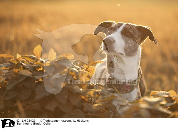 Whippet-Border-Collie / Sighthound-Border-Collie / LH-02426