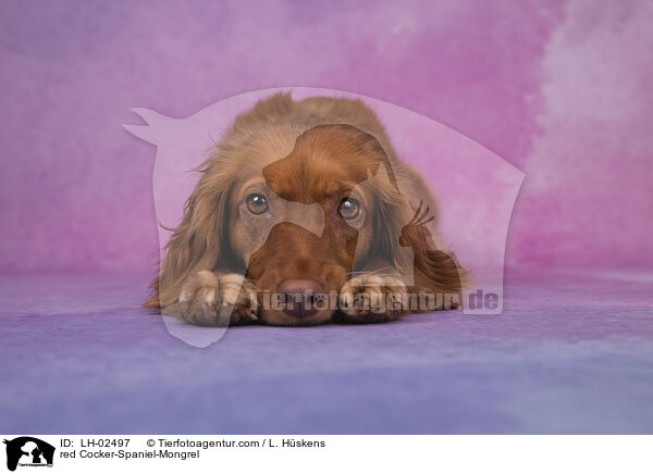 roter Cocker-Spaniel-Mischling / red Cocker-Spaniel-Mongrel / LH-02497