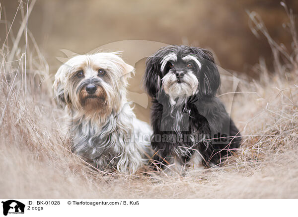 2 Hunde / 2 dogs / BK-01028