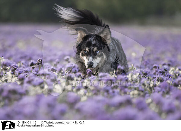 Husky-Australian-Shepherd / Husky-Australian-Shepherd / BK-01119