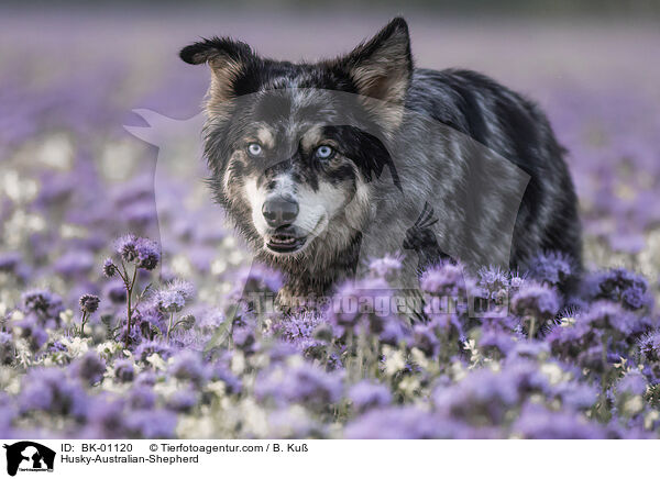 Husky-Australian-Shepherd / Husky-Australian-Shepherd / BK-01120