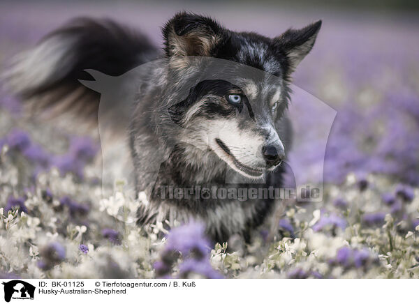 Husky-Australian-Shepherd / Husky-Australian-Shepherd / BK-01125