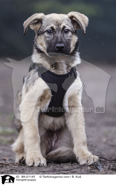 Mischling Welpe / mongrel puppy / BK-01145