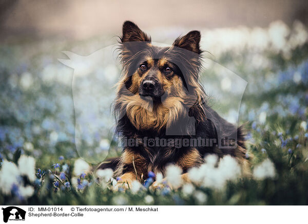 Schferhund-Border-Collie / Shepherd-Border-Collie / MM-01014