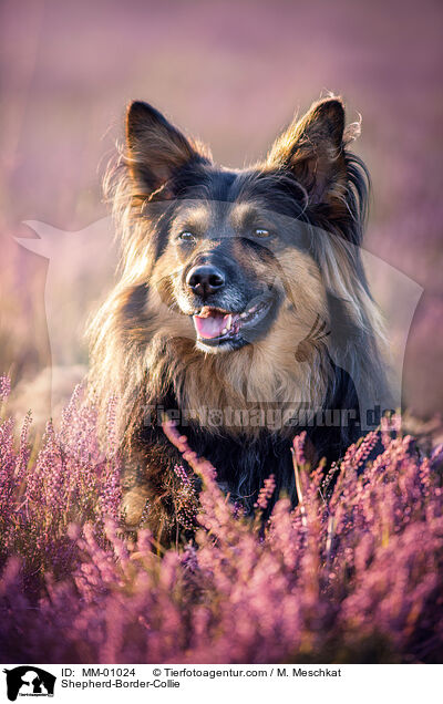 Schferhund-Border-Collie / Shepherd-Border-Collie / MM-01024