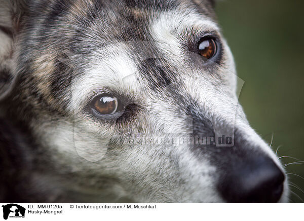 Husky-Mischling / Husky-Mongrel / MM-01205