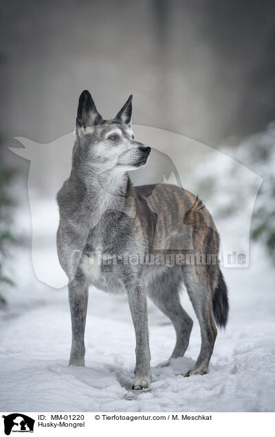 Husky-Mischling / Husky-Mongrel / MM-01220