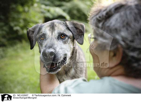 Sivas-Kangal-Mischling / Sivas-Kangal-Mongrel / NC-02667