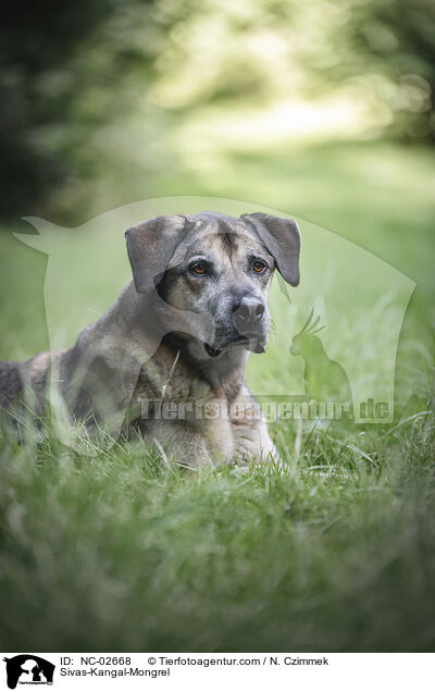 Sivas-Kangal-Mischling / Sivas-Kangal-Mongrel / NC-02668