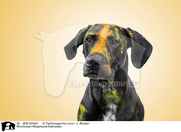 Rhodesian-Ridgeback-Dalmatiner / Rhodesian-Ridgeback-Dalmatian / JEB-02064