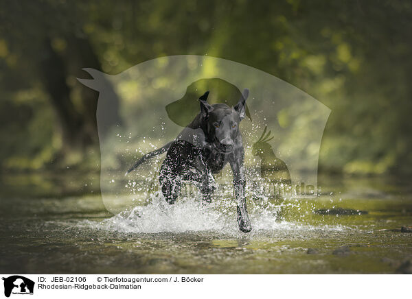 Rhodesian-Ridgeback-Dalmatiner / Rhodesian-Ridgeback-Dalmatian / JEB-02106