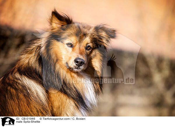 Spitz-Sheltie Rde / male Spitz-Sheltie / CB-01946