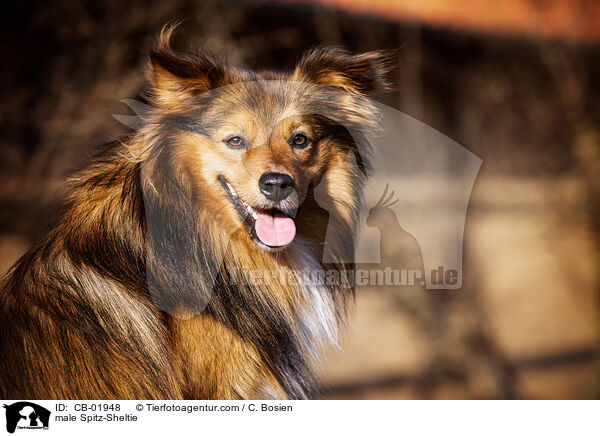 Spitz-Sheltie Rde / male Spitz-Sheltie / CB-01948