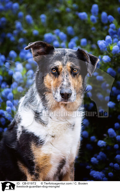 Herdenschutzhund-Mischling / livestock-guardian-dog-mongrel / CB-01972