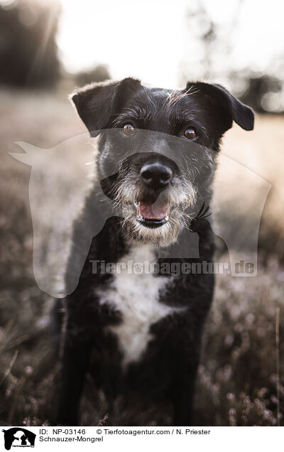 Schnauzer-Mischling / Schnauzer-Mongrel / NP-03146