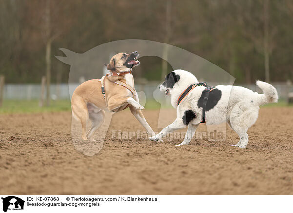 Herdenschutzhund-Mischlinge / livestock-guardian-dog-mongrels / KB-07868