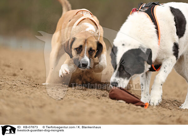 Herdenschutzhund-Mischlinge / livestock-guardian-dog-mongrels / KB-07873