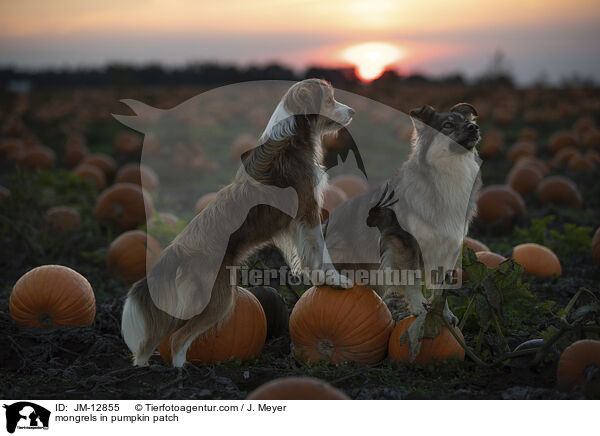 Mischlinge im Krbisfeld / mongrels in pumpkin patch / JM-12855