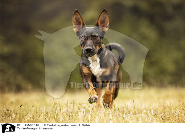 Terrier-Mischling im Sommer / Terrier-Mongrel in summer / JAM-03016