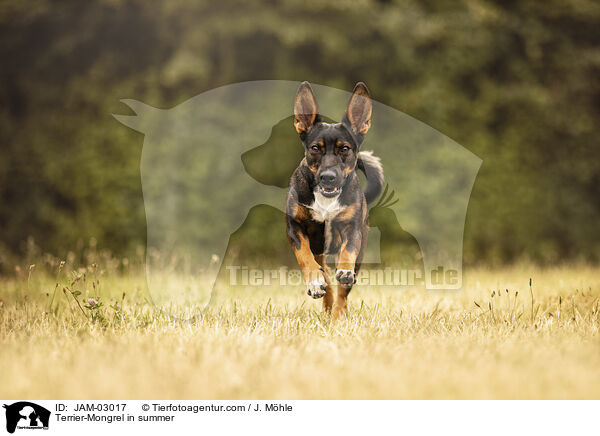 Terrier-Mischling im Sommer / Terrier-Mongrel in summer / JAM-03017