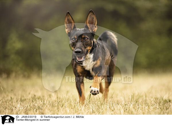 Terrier-Mischling im Sommer / Terrier-Mongrel in summer / JAM-03019