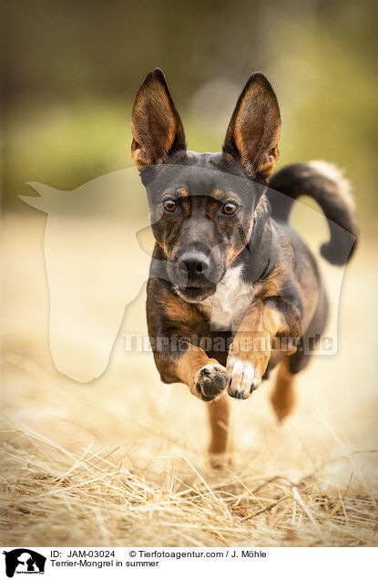 Terrier-Mischling im Sommer / Terrier-Mongrel in summer / JAM-03024
