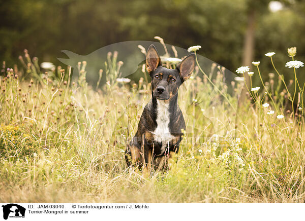 Terrier-Mischling im Sommer / Terrier-Mongrel in summer / JAM-03040