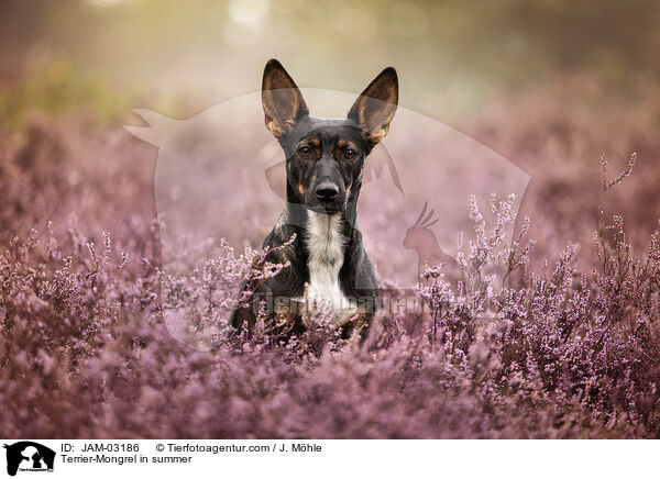 Terrier-Mischling im Sommer / Terrier-Mongrel in summer / JAM-03186