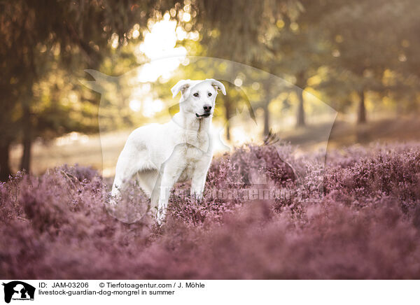Herdenschutzhund-Mischling im Sommer / livestock-guardian-dog-mongrel in summer / JAM-03206