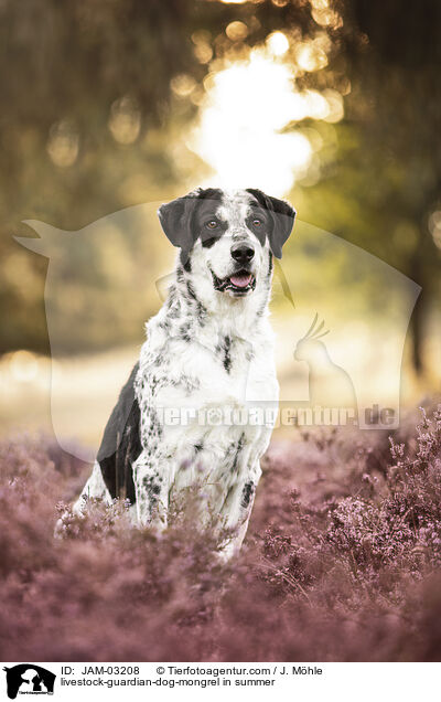 Herdenschutzhund-Mischling im Sommer / livestock-guardian-dog-mongrel in summer / JAM-03208