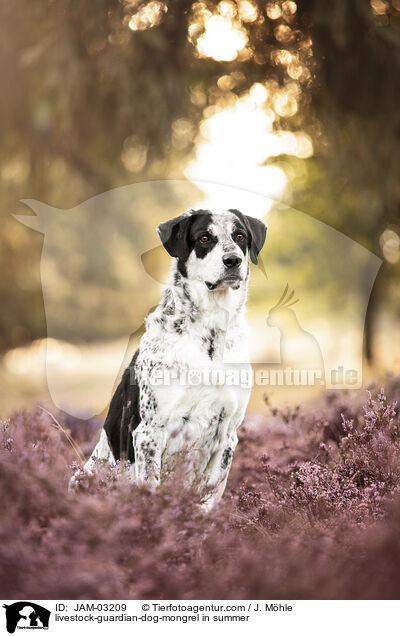 Herdenschutzhund-Mischling im Sommer / livestock-guardian-dog-mongrel in summer / JAM-03209