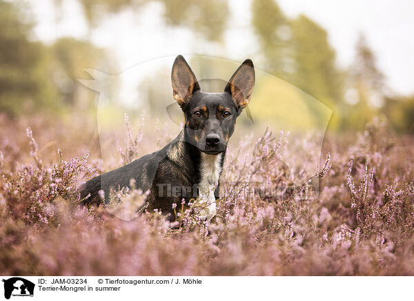 Terrier-Mischling im Sommer / Terrier-Mongrel in summer / JAM-03234