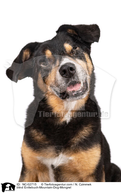 blinder Entlebucher-Sennenhund-Mischling / blind Entlebuch-Mountain-Dog-Mongrel / NC-02715