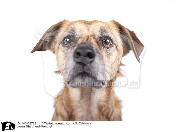 brauner Schferhund-Mischling / brown Shepherd-Mongrel / NC-02763