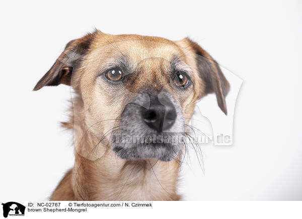 brauner Schferhund-Mischling / brown Shepherd-Mongrel / NC-02767