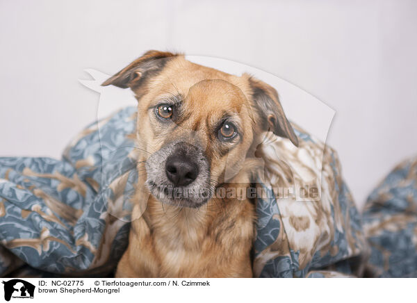 brauner Schferhund-Mischling / brown Shepherd-Mongrel / NC-02775