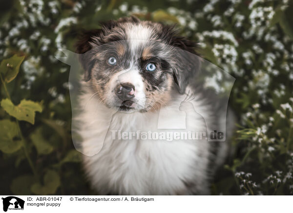 Mischling Welpe / mongrel puppy / ABR-01047