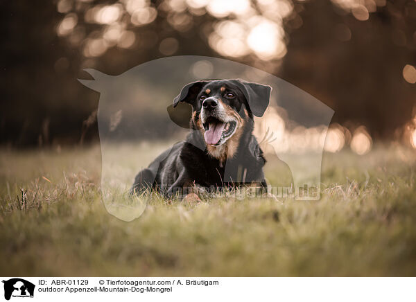 ausgewachsener Appenzeller-Sennenhund-Mischling / outdoor Appenzell-Mountain-Dog-Mongrel / ABR-01129