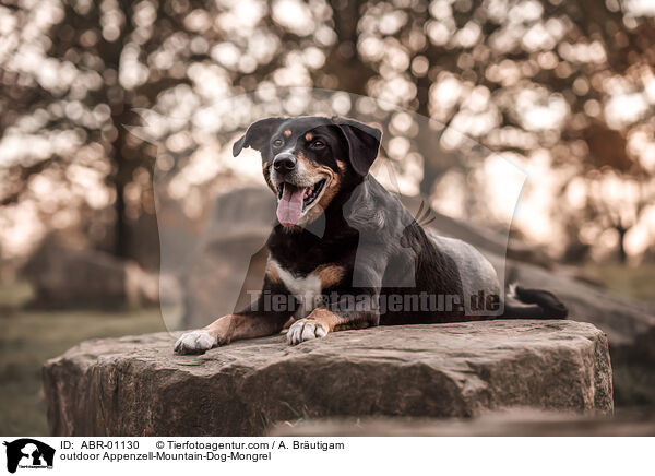 ausgewachsener Appenzeller-Sennenhund-Mischling / outdoor Appenzell-Mountain-Dog-Mongrel / ABR-01130