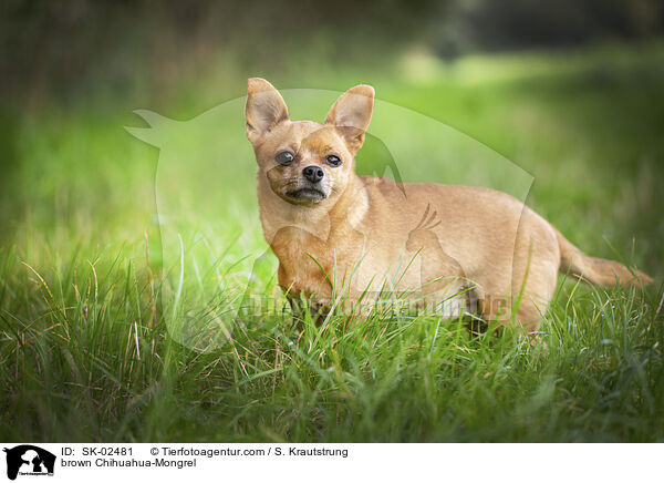 brauner Chihuahua-Mischling / brown Chihuahua-Mongrel / SK-02481