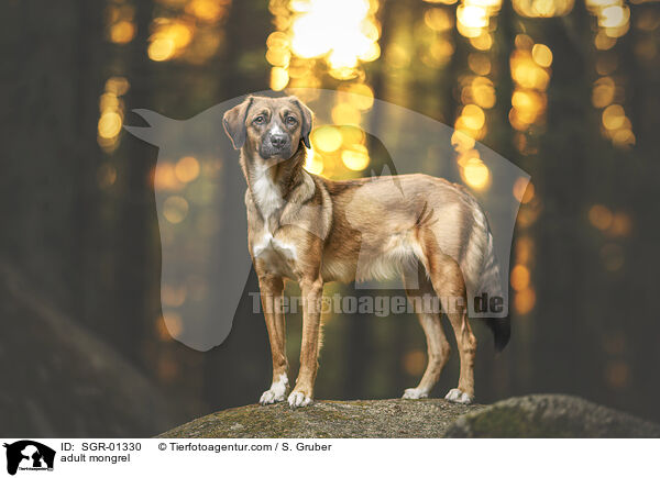 ausgewachsener Mischling / adult mongrel / SGR-01330