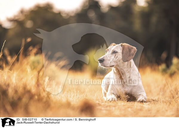 Jack-Russel-Terrier-Dackel / Jack-Russell-Terrier-Dachshund / SIB-02710