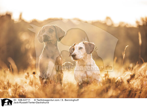 Jack-Russel-Terrier-Dackel / Jack-Russell-Terrier-Dachshund / SIB-02711
