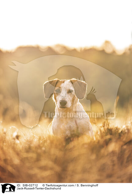 Jack-Russel-Terrier-Dackel / Jack-Russell-Terrier-Dachshund / SIB-02712
